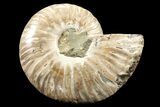 Agatized Ammonite Fossil (Half) - Madagascar #85212-1